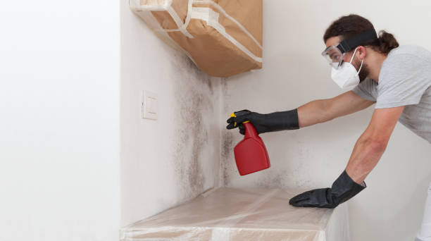 Professional Basement Mold Remediation technician working in Franklin, KY