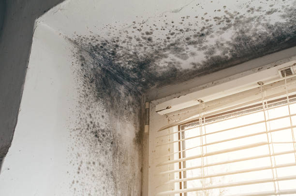 Trusted Commercial Mold Remediation service in Franklin, KY - Cheap Mold Removal